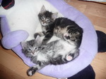 Zwei Katzenjungen 6 Wochen alt.